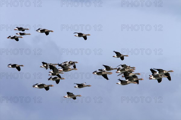 Greylag Goose