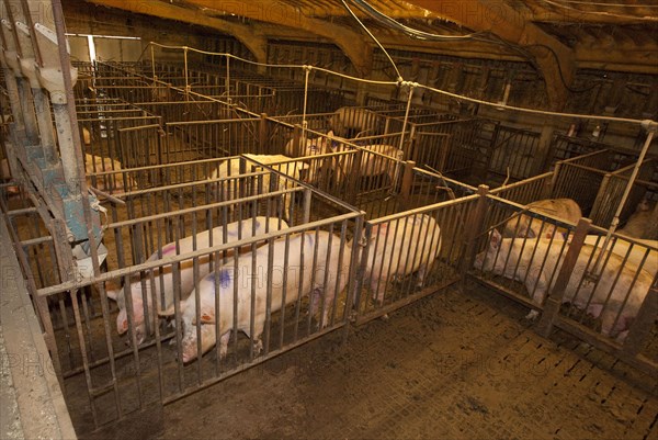 Pig farming