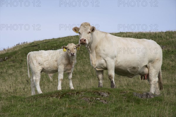 Domestic Cattle