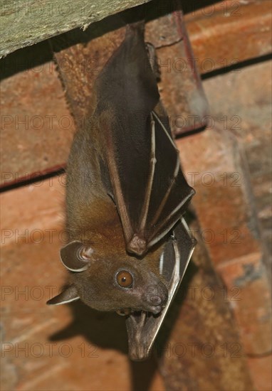 Greater Short-nosed Fruit Bat