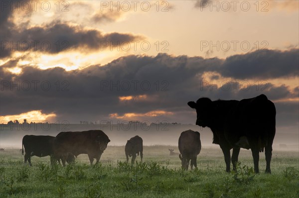 Domestic cattle