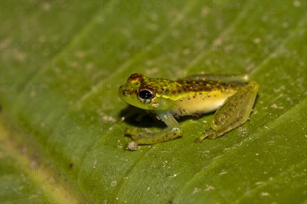 Madagascar frog