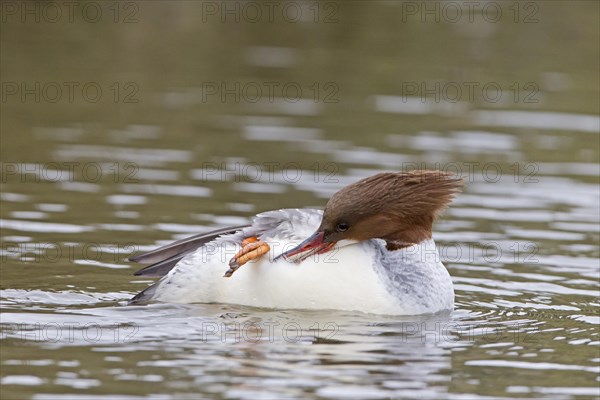 Common merganser