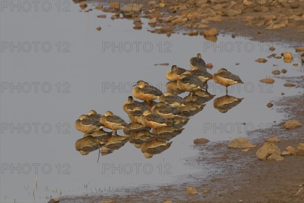 Flock of lesser whistling duck