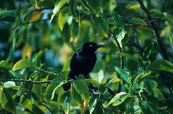 Carib Grackle