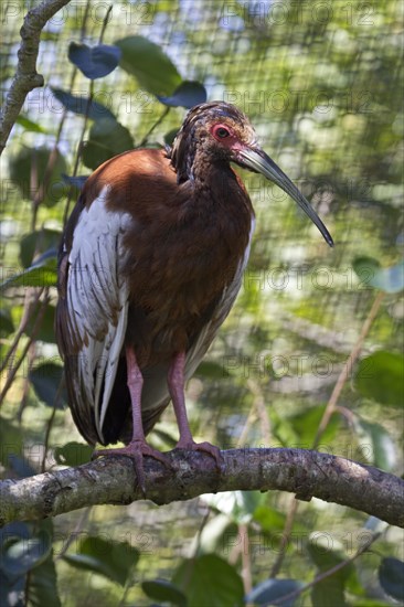 Maned Ibis