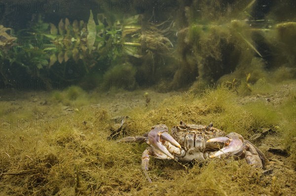 Freshwater Crab