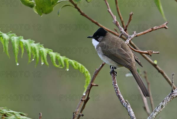 Brown-breasted Bulbul