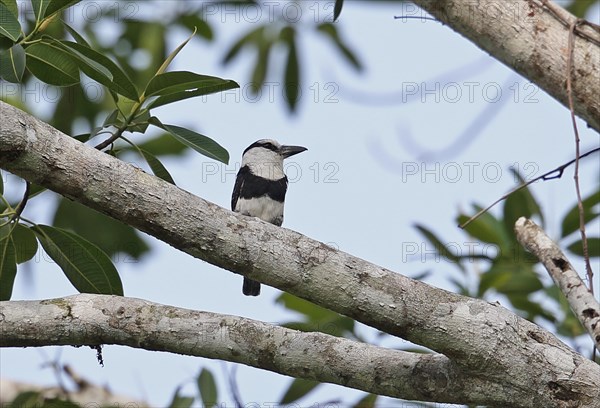 White-necked Puffbird