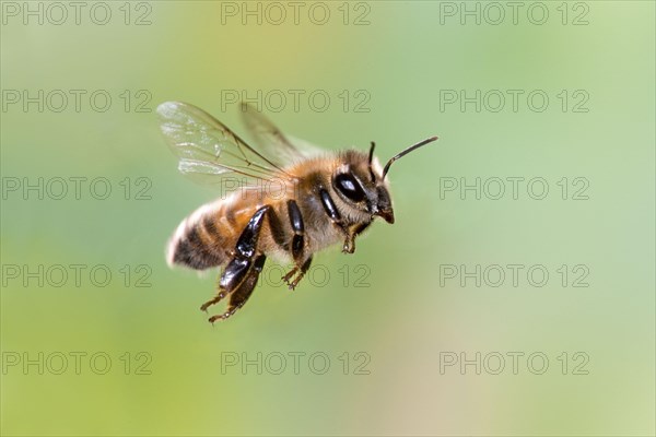 Western Honey Bee