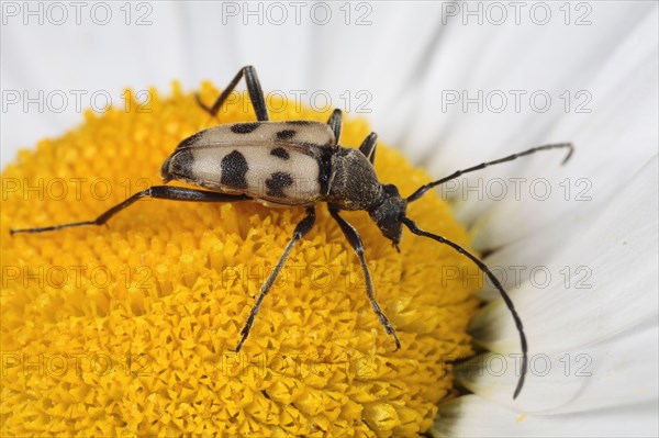 Speckled longhorn beetle