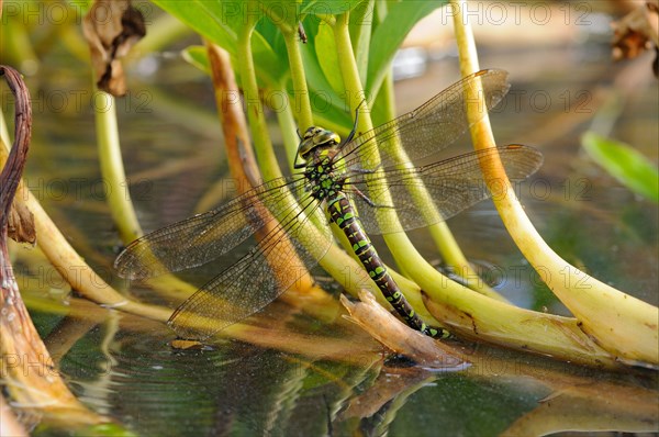 Southern southern hawker