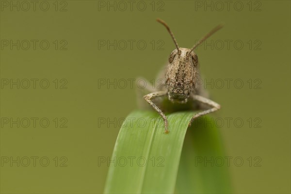 Meadow Grasshopper