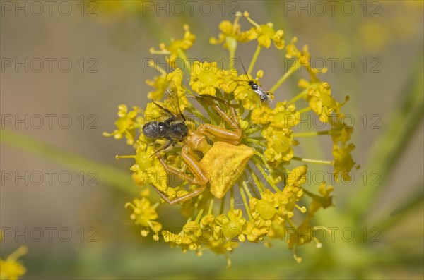 Crab spider adult