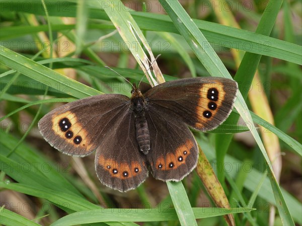 Scotch Argus