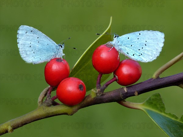 Holly Blue