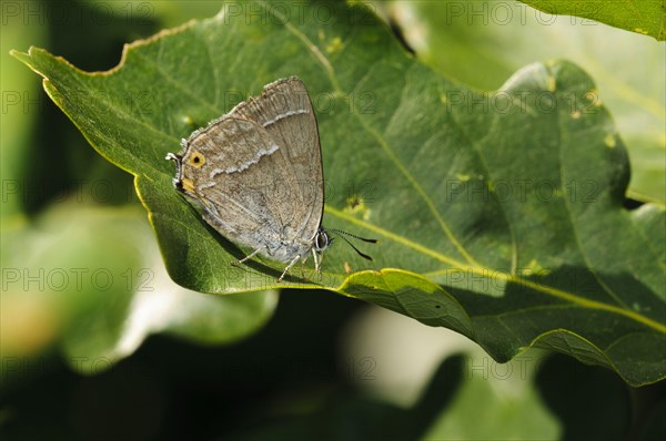 Purple Hairstreak