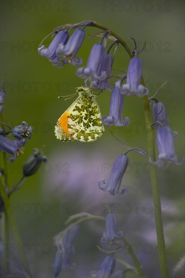 Orange-tip Butterfly