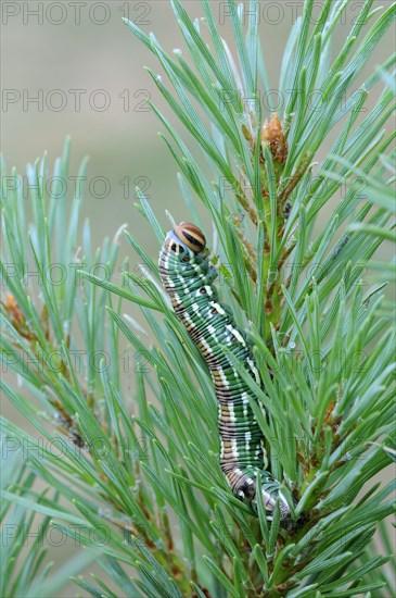 Larva of the pine hawk moth