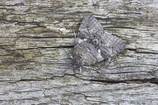 Red Underwing