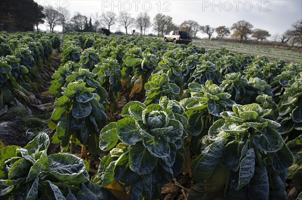 Brussels Sprout