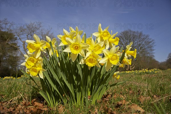 Yellow daffodil