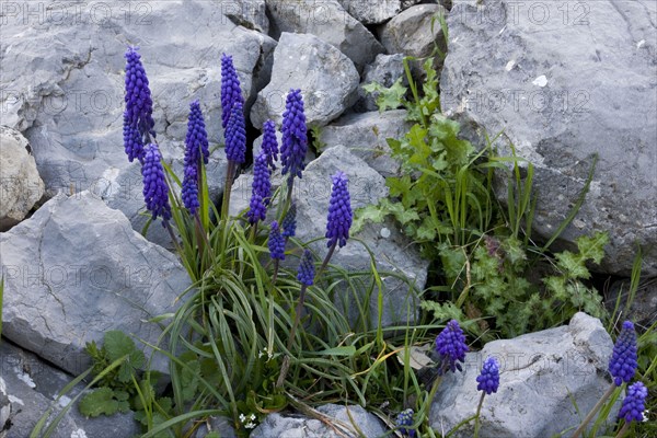 Muscari racemosum