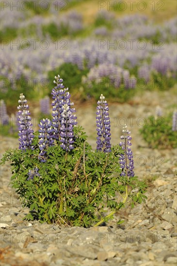 Nootka Lupin