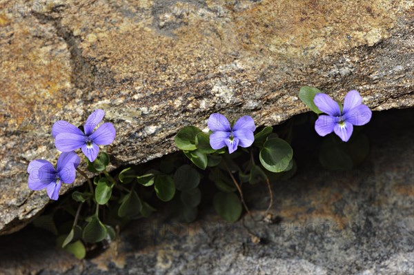 Maritime Alps Pansy