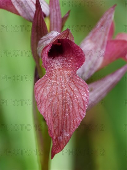 Neglected tongue orchid