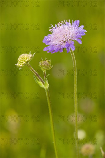 Meadow scabious
