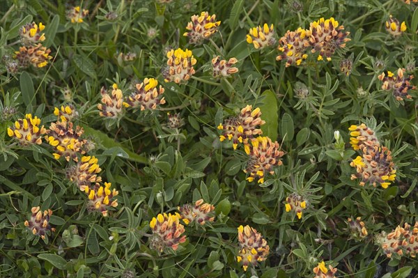 Kidney vetch flowering