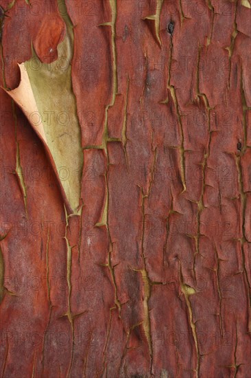 Pacific Madrone