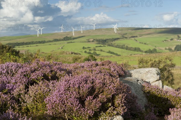 Flowering common heather