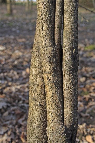 Common Buckthorn