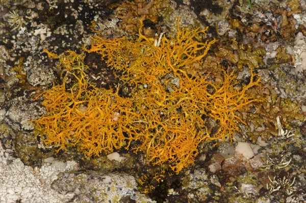 Golden hair lichen