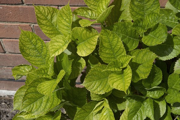 Lime induced iron deficiency symptoms on the new leaves of a