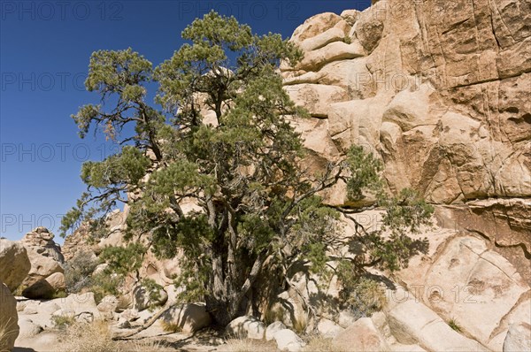 Single-leaved pine