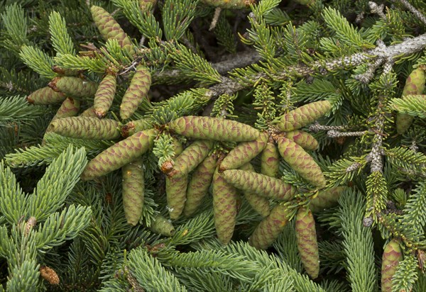 White cat spruce