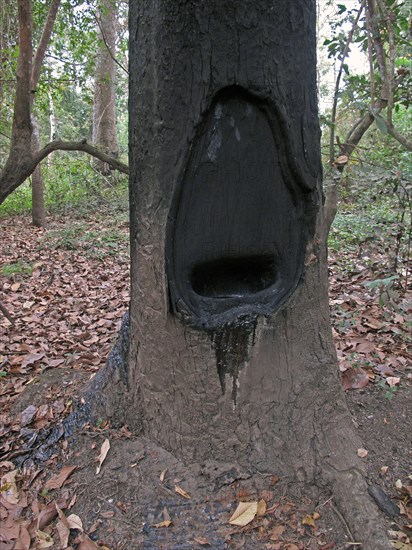 Close-up of the trunk of hairy-leaved resin tree