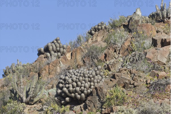 Copiapoa echinoides