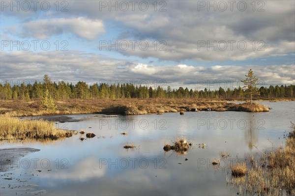 View of pool in boreal bog habitat