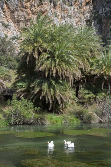 Palm beach of Preveli