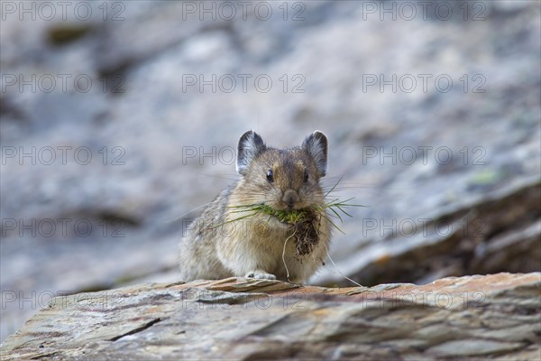 American pika