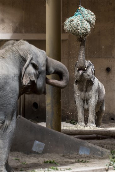 Asian elephant