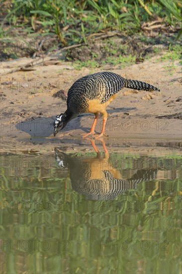 Female Naked-faced Curassow