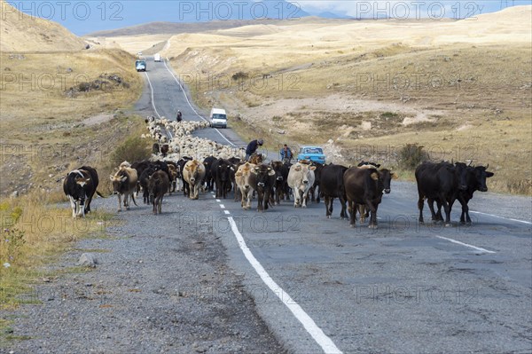 Shepherd leading a group of cows and sheep down a road