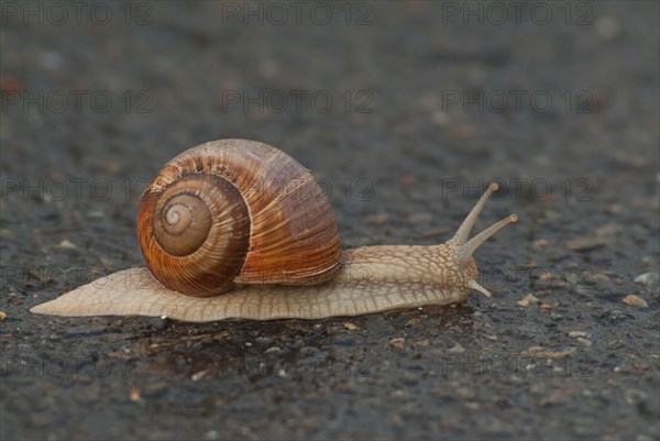 Roman snail