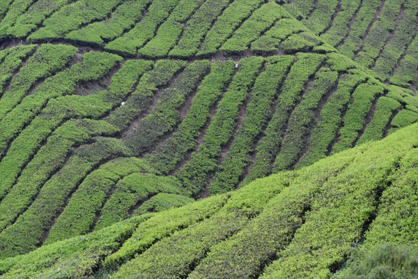 Tea Plantation