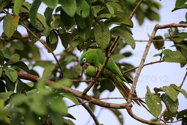 Sharp-tailed Parakeet